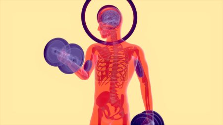 Téléchargez les photos : Anatomie 3D abstraite d'un homme faisant des boucles biceps avec des poids - en image libre de droit