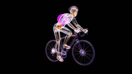 Photo for 3D Illustration of an anatomy of a X-ray cyclist riding - Royalty Free Image