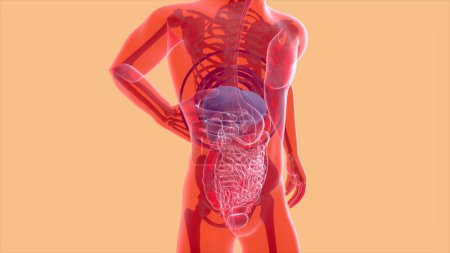 Photo for Abstract 3D anatomy of the  human digestive system - Royalty Free Image