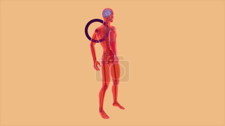 Photo for 3D abstract anatomy concept of a shoulder pain - Royalty Free Image