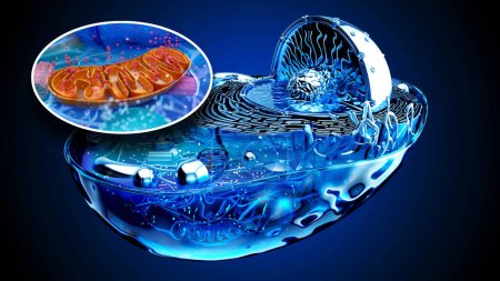 Abstrakte 3D-Illustration der biologischen Zelle und der Mitochondrien