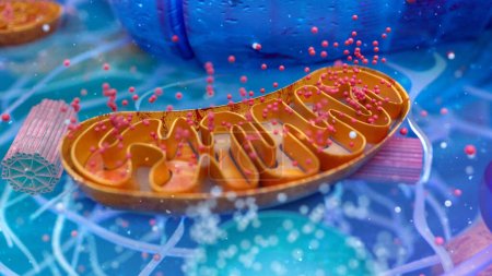 Ilustración 3D abstracta de la célula biológica y las mitocondrias