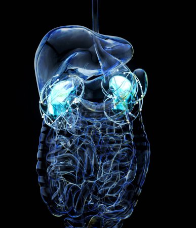 Téléchargez les photos : Résumé Anatomie 3D vue des reins - en image libre de droit