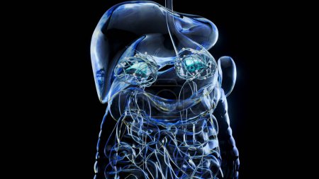 Téléchargez les photos : Résumé vue d'anatomie 3d des glandes surrénales - en image libre de droit
