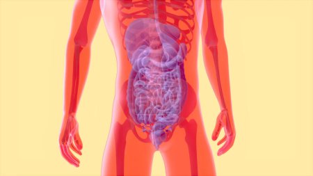 Photo for Abstract 3D anatomy of the digestive system - Royalty Free Image