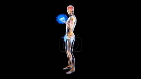 Photo for 3D Illustration of an Anatomy of a X-ray man doing Biceps Curls - Royalty Free Image