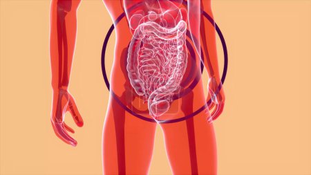 Foto de Resumen Anatomía 3D del sistema digestivo - Imagen libre de derechos