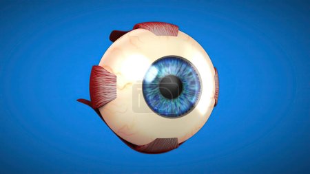 Foto de Modelo anatómico 3D de un ojo, medicina - Imagen libre de derechos