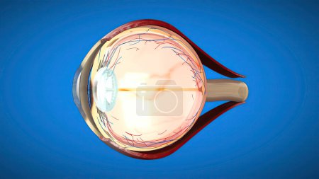 Foto de Modelo anatómico 3D de un ojo, medicina - Imagen libre de derechos