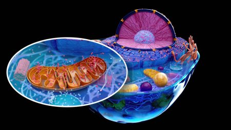 Téléchargez les photos : Illustration abstraite des cellules biologiques - en image libre de droit