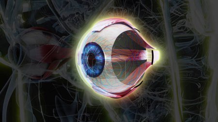Photo for 3D anatomical model of  an Eye - Royalty Free Image