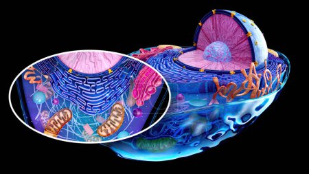 ilustración abstracta de la célula biológica y las mitocondrias