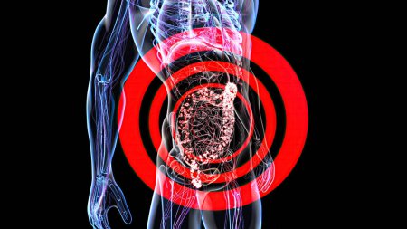 Résumé Anatomie 3D vue de l'intestin, médecine