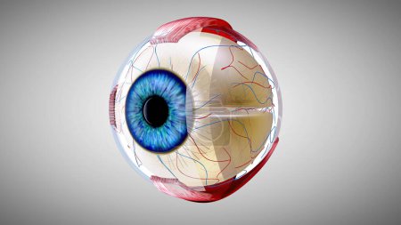 Photo for 3D anatomical model of an Eye - Royalty Free Image
