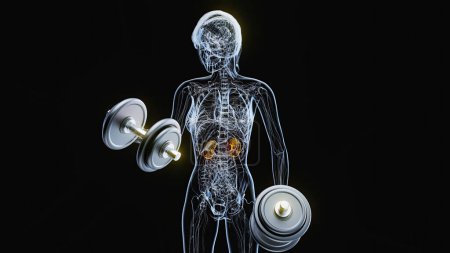Foto de Anatomía de una mujer de rayos X haciendo rizos de bíceps - Imagen libre de derechos