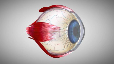 Anatomisches 3D-Modell eines Auges