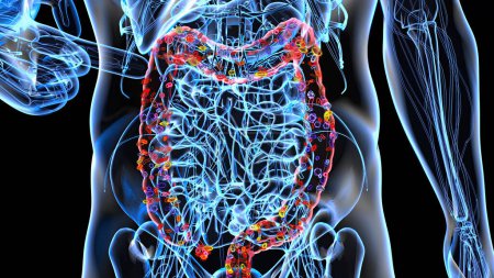 Téléchargez les photos : Résumé anatomie 3D vue de l'intestin, illustration - en image libre de droit