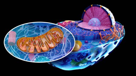 Photo for Abstract illustration of the biological cell - Royalty Free Image