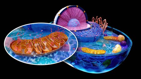 Téléchargez les photos : Illustration abstraite de la cellule biologique et des mitochondries - en image libre de droit