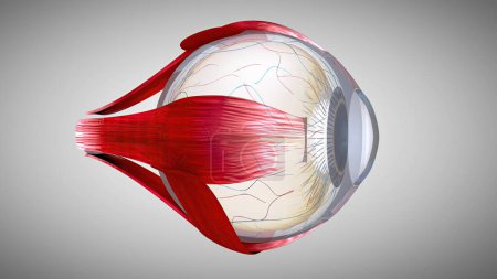 Foto de Modelo anatómico 3D de un ojo - Imagen libre de derechos