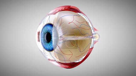 Téléchargez les photos : Modèle anatomique 3D d'un oeil - en image libre de droit