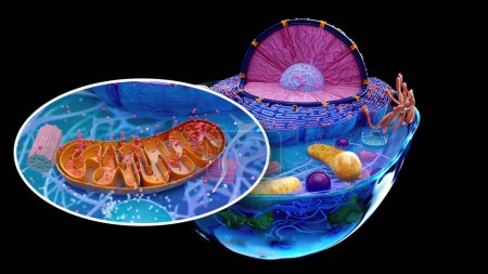  ilustración abstracta de la célula biológica y las mitocondrias