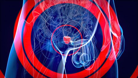 Téléchargez les photos : Illustration 3D abstraite de la prostate, médecine - en image libre de droit