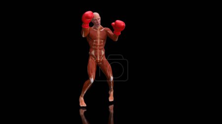 Téléchargez les photos : Anatomie 3D abstraite d'un homme boxant sur fond noir - en image libre de droit