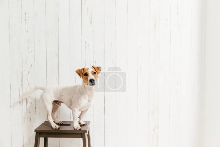 Photo for Isolated shot of cute jack russell terrier dog stands on chair, looks directly at camera, relaxes at home. Brown and white pet being trained by host - Royalty Free Image