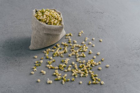 Photo for Fresh sprouted mung beans in canvas sack and spread on grey surface. Green organic gram for your healthy eating. Raw Chickasano pea - Royalty Free Image