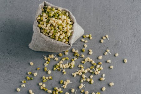 Photo for Green orgnaic mung beans with sprouts spread near small sack, isolated over grey background. Selective focus. Healthy moong dal - Royalty Free Image