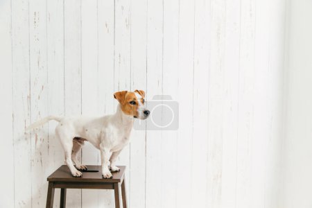 Photo for Jack russell terrier on chair poses against white wooden wall, focused into distance. Beautiful pet. Cute dog sits indoor, has smart look - Royalty Free Image