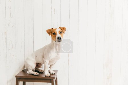 Photo for Small jack russell terrier dog on chair has smart look at camera, notices something interesting into distance, poses against white wall with blank copy space. - Royalty Free Image
