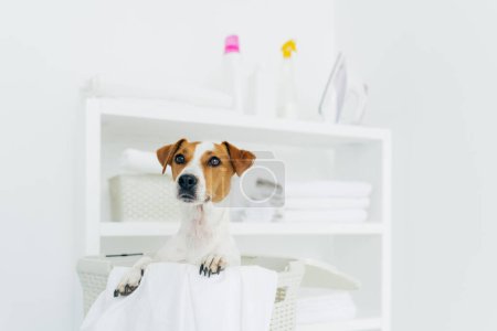 Photo for Indoor shot of pedigree dog in laundry basket with white linen in bathroom, console with folded towels, iron and detergents in background - Royalty Free Image