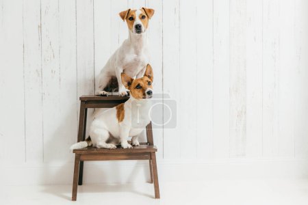 Photo for Two friendly pedigree dogs, sit on chair, isolated over white background. Jack russell terrier being trained. Domestic animals. Breed concept - Royalty Free Image