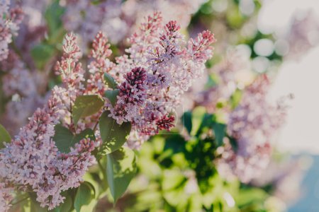 Photo for Close up view of beautiful purple lilac in spring garden or park. Spring flowers. Lilac plants and trees. Wonderful scenery. Bouquet - Royalty Free Image