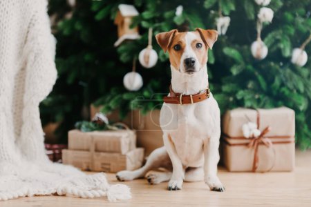 Imágenes de perro pedigrí sentado en el suelo cerca del árbol de abetos decorado y regalos de Navidad, tiene un estado de ánimo festivo, estando en casa. Concepto de los animales y del tiempo de invierno
