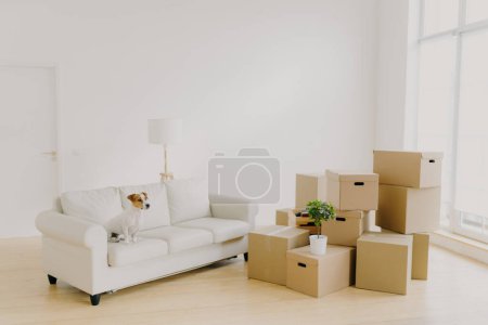 Téléchargez les photos : Photo de petit chien sur canapé confortable pose dans le salon spacieux, effets personnels de famille dans les paquets, pile de colis en carton dans la pièce vide, murs clairs, grande merveille. Jour de déménagement dans une nouvelle maison - en image libre de droit