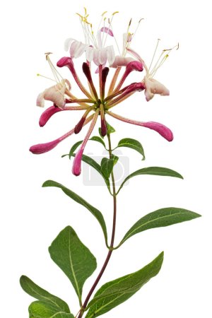 Flowers of honeysuckle, lat. Lonicera periclymenum Serotina, isolated on white background