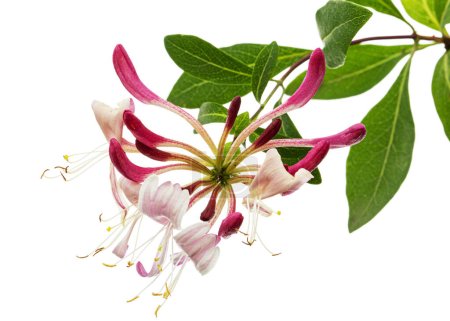 Photo for Flowers of honeysuckle, lat. Lonicera periclymenum Serotina, isolated on white background - Royalty Free Image