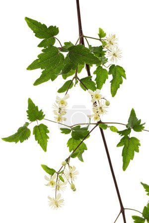 Foto de Flores y hojas de Clematis, lat. Clematis vitalba L., aislado sobre fondo blanco - Imagen libre de derechos