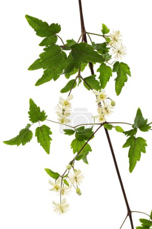 Foto de Flores y hojas de Clematis, lat. Clematis vitalba L., aislado sobre fondo blanco - Imagen libre de derechos
