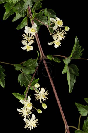 Foto de Flores y hojas de Clematis, lat. Clematis vitalba L., aislado sobre fondo negro - Imagen libre de derechos