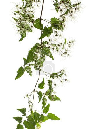 Foto de Semillas (frutos) y hojas de Clematis, lat. Clematis vitalba L., aislado sobre fondo blanco - Imagen libre de derechos