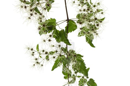 Foto de Semillas (frutos) y hojas de Clematis, lat. Clematis vitalba L., aislado sobre fondo blanco - Imagen libre de derechos