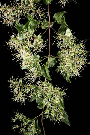 Foto de Semillas (frutos) y hojas de Clematis, lat. Clematis vitalba L., aislado sobre fondo negro - Imagen libre de derechos