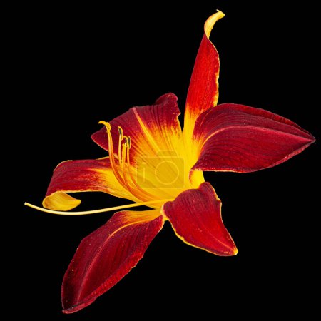 Foto de Flor de color amarillo borgoña de azucena, lat.Hemerocallis, aislada sobre fondo negro - Imagen libre de derechos