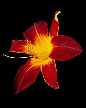 Foto de Flor de color amarillo borgoña de azucena, lat.Hemerocallis, aislada sobre fondo negro - Imagen libre de derechos