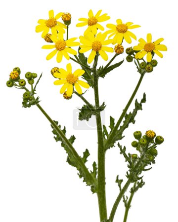 Photo for Yellow flowers of Senecio Vernalis, Eastern groundsel, Spring groundsel, isolated on white background - Royalty Free Image