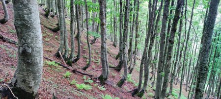 Téléchargez les photos : Itinéraire de randonnée à travers la forêt sur une pente raide dans les Alpes albanaises sur le chemin de Valbone à Theth - en image libre de droit